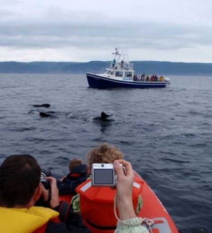 Capt. Mark’s Zodiac Adventures | Destination Cape Breton