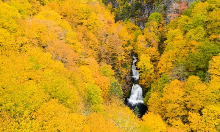 Through the fall coloured leaves a waterfall emerges