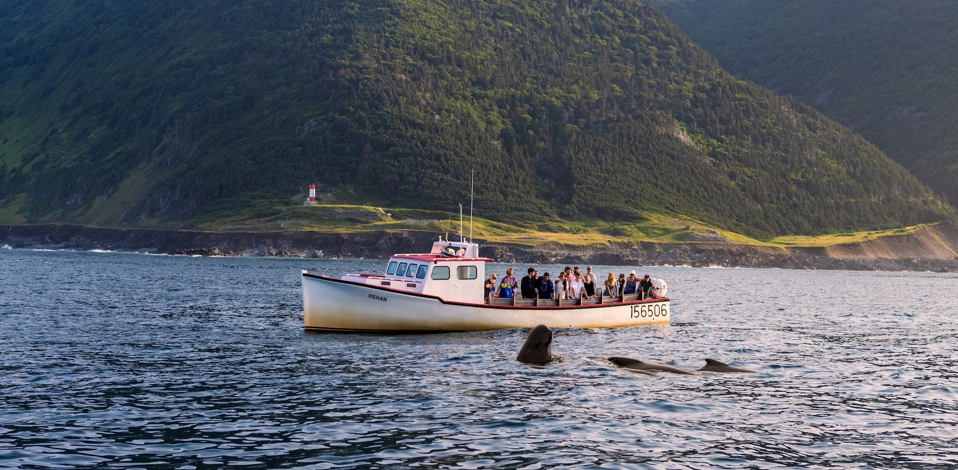 Breathtaking whale watching tours at Cape Breton Island